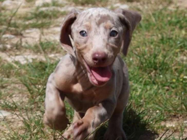 7 chiots Teckel arlequin lilas non LOF à vendre