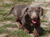 7 chiots Teckel arlequin lilas non LOF à vendre