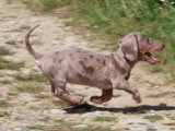 7 chiots Teckel arlequin lilas non LOF à vendre