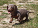 7 chiots Teckel arlequin lilas non LOF à vendre