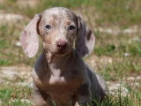 7 chiots Teckel arlequin lilas non LOF à vendre