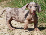 7 chiots Teckel arlequin lilas non LOF à vendre