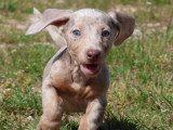 7 chiots Teckel arlequin lilas non LOF à vendre