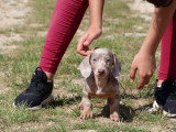 7 chiots Teckel arlequin lilas non LOF à vendre