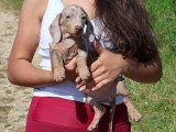 7 chiots Teckel arlequin lilas non LOF à vendre