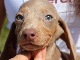 7 chiots Teckel arlequin lilas non LOF à vendre