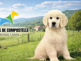 8 chiots Golden Retriever LOF nés en mai 2026 à réserver