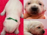8 chiots Golden Retriever LOF nés en mai 2026 à réserver