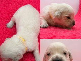 8 chiots Golden Retriever LOF nés en mai 2026 à réserver