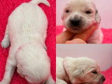 8 chiots Golden Retriever LOF nés en mai 2026 à réserver