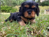 3 chiots Cavalier King Charles noir et feu LOF à vendre