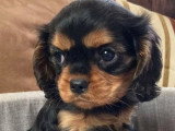 3 chiots Cavalier King Charles noir et feu LOF à vendre