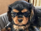 3 chiots Cavalier King Charles noir et feu LOF à vendre