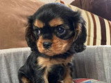 3 chiots Cavalier King Charles noir et feu LOF à vendre