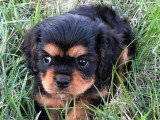 3 chiots Cavalier King Charles noir et feu LOF à vendre
