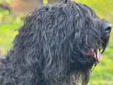 Chiot Barbet à réserver pour l'automne 2026