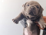 Chiots Staffie bleus LOF à vendre