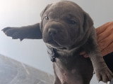 Chiots Staffie bleus LOF à vendre