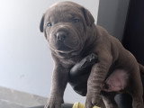 Chiots Staffie bleus LOF à vendre