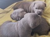 Les 3 frères