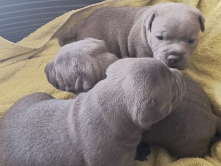 Les 3 frères
