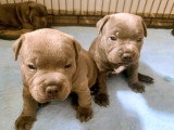 Chiots Staffie bleus LOF à vendre
