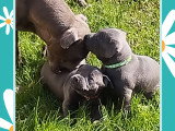 Chiots Staffie bleus LOF à vendre