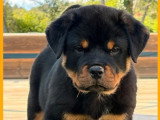 Chiot Rottweiler mâle LOF né en mars 2026 à vendre