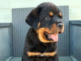Chiot Rottweiler mâle LOF né en mars 2026 à vendre
