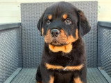 Chiot Rottweiler mâle LOF né en mars 2026 à vendre