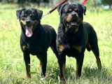 Chiot Rottweiler mâle LOF né en mars 2026 à vendre