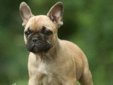 Chiot Bouledogue Français mâle LOF de février 2026 en vente