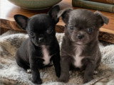 Sublimes chiots Chihuahua LOF à vendre