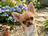 Sublimes chiots Chihuahua LOF à vendre