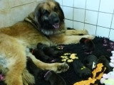8 chiots Chien de Leonberg LOF nés en mai 2026 à vendre