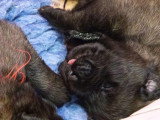 8 chiots Chien de Leonberg LOF nés en mai 2026 à vendre