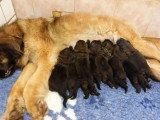 8 chiots Chien de Leonberg LOF nés en mai 2026 à vendre