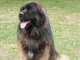 8 chiots Chien de Leonberg LOF nés en mai 2026 à vendre