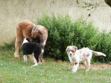 8 chiots Chien de Leonberg LOF nés en mai 2026 à vendre