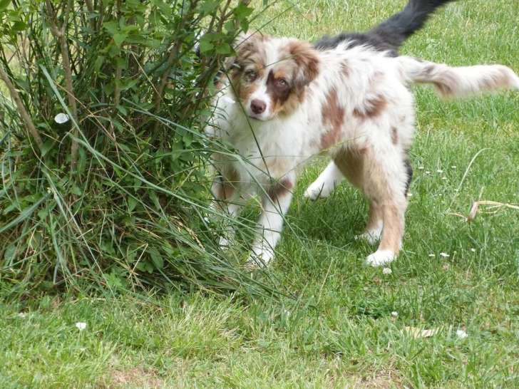 Deux chiots femelles Berger Australien LOF à vendre nées en février 2026