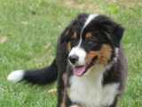 Deux chiots femelles Berger Australien LOF à vendre nées en février 2026