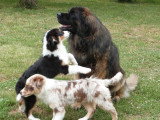 Deux chiots femelles Berger Australien LOF à vendre nées en février 2026
