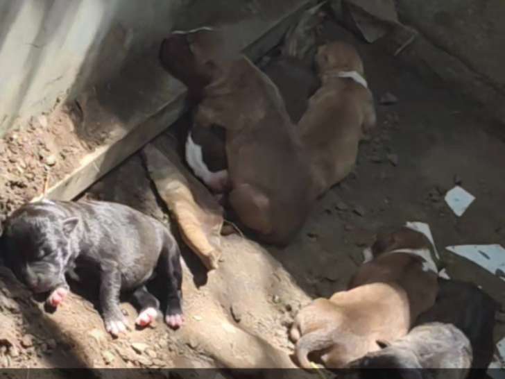 Chiots croisés American Bully à vendre