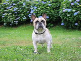 Mâle Bouldogue Français LOF disponible pour saillie