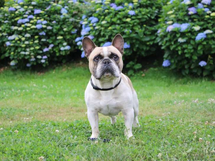 Mâle Bouldogue Français LOF disponible pour saillie