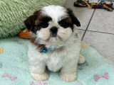 3 chiots Shih Tzu en vente, mâles LOF nés en avril 2026