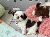 3 chiots Shih Tzu en vente, mâles LOF nés en avril 2026