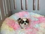 3 chiots Shih Tzu en vente, mâles LOF nés en avril 2026