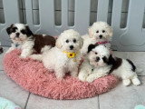 3 chiots Shih Tzu en vente, mâles LOF nés en avril 2026