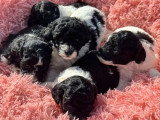 5 chiots Caniche mâles à réserver non LOF nés en mai 2026